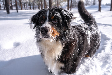 bernese mountain dog covered with snow walking through the big snow drifts. a lot of snow on winter streets