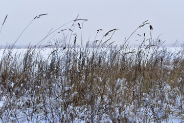 Dry field grass covered with snow sways in the wind.