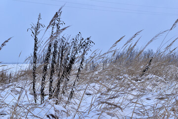 Dry field grass covered with snow.