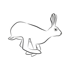 Hare. Outlined silhouette illustration of a running hare isolated on a white background. Vector 10 EPS.