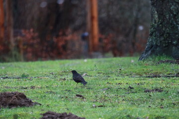 Spaziergang der Amsel