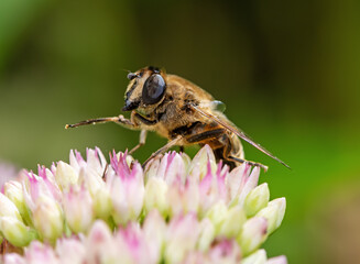 Hoverfly on sedum flower blossoms