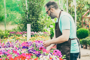 Focused male gardener growing potted petunia plants. Grey-haired middle-aged man in glasses wearing shirt and apron checking blooming flowers in greenhouse. Commercial gardening and summer concept
