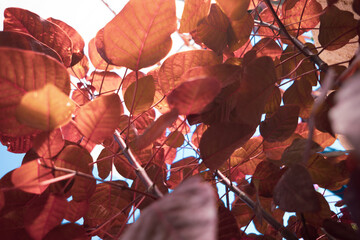 Low angle of colorful leaved plant 
