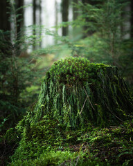 Mossy Tree Stump in British Woodland