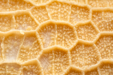 Close up cooked tripe on a white background

