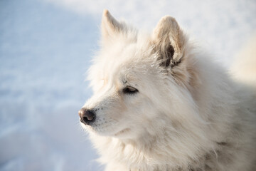 A white fluffy dog of the Samoyed breed looks into the distance against the background of pure white snow. Copy Space