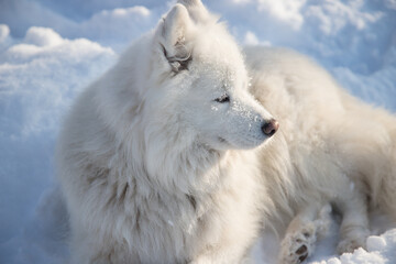 Fluffy white dog of the Samoyed breed lies on the white clean snow. Horizontal orientation