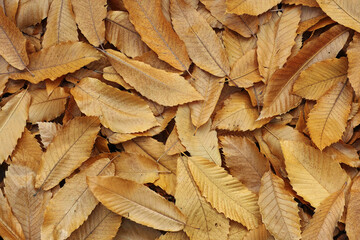 carpet of chestnut leaves