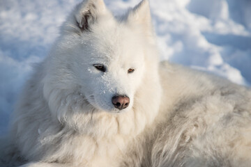 Obraz premium A white fluffy Samoyed dog lies on the pure white snow. Horizontal orientation