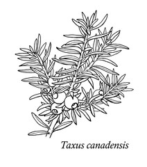 Vector yew branch. Taxus canadensis. Hand drawn sketch. black and white graphic element  . Illustration for design package