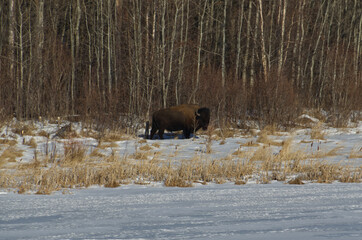 Plains Bison in Winter