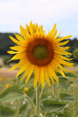 Gewöhnliche Sonnenblume