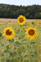 Obraz premium Gewöhnliche Sonnenblume