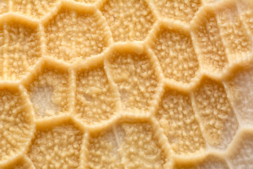 Close up cooked tripe on a white background

