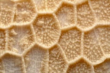 Close up cooked tripe on a white background

