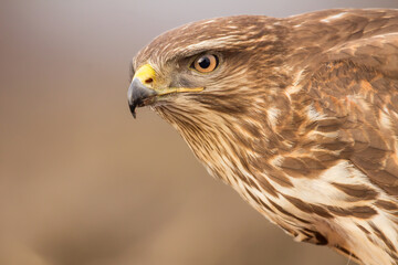 Common buzzard (Buteo buteo) in the fields in natural habitat, buzzards feeding, hawk bird on the ground, predatory bird close up