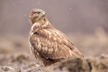 Common buzzard (Buteo buteo) in winter snow, in the fields in natural habitat, buzzards feeding, hawk bird on the ground, predatory birds