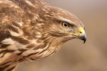 Common buzzard (Buteo buteo) in the fields in natural habitat, buzzards feeding, hawk bird on the ground, predatory bird close up