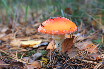 nice fly agaric mushroom