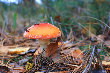 Fly agaric mushroom