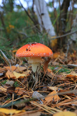 Fly agaric mushroom