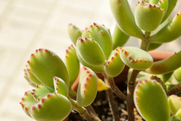 Cotyledon Tomentosa succulent plant in the garden