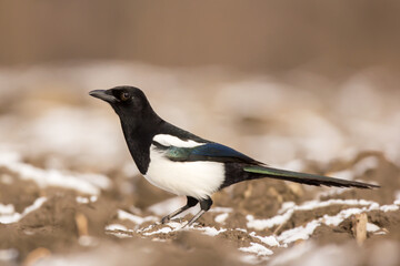 Magpie (Pica pica) or Eurasian magpie or common magpie in the fields on the ground, black white and blue corvid bird intelligent omnivorous crow in Corvidae family