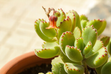 Cotyledon Tomentosa succulent plant in the garden