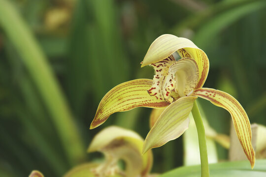 Closeup of Blooming Cymbidium tracyanum O'Brien Orchid Flowers in the Garden