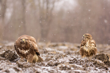 Common buzzard (Buteo buteo) in winter snow, in the fields in natural habitat, buzzards feeding,...