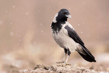 Naklejka premium Hooded crow (Corvus cornix) or hoodie, an Eurasian large crow bird species in the Corvus genus, Corvidae family. Widely distributed black and grey crow