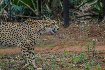 A young cute Cheetah portrait during a safari in a game reserve