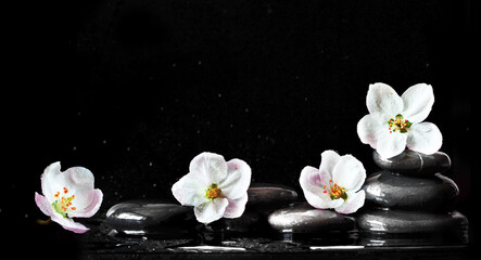 Fototapeta na wymiar Spa stones and white flowers on black background with water.
