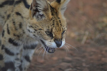 A cute and small Serval staring at us in a game reserve