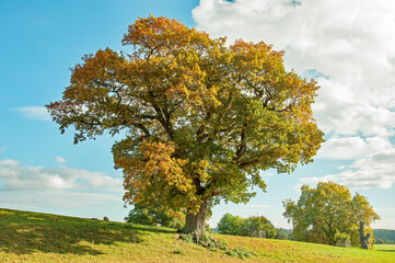 autumn landscape with oak tree