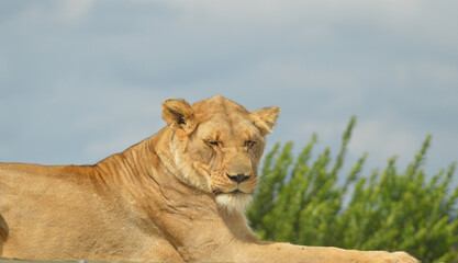 Closeup of a beautiful young brown African Lioness sitting idle during a safari in a nature reserve in South Africa