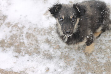 dog in snow