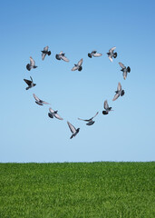 Valentines day card with heart from flying pigeons