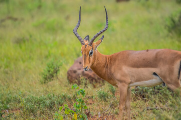 A group of Imapala or deer posing in a game reserve
