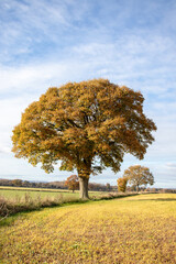Obraz premium Holm oak tree in the Autumn