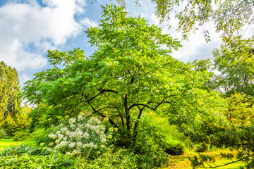 Fototapeta na wymiar Grey walnut tree, Juglans cinerea, with in the foreground a flowering Hydrangea paniculata Limelight with green creamy white flowers