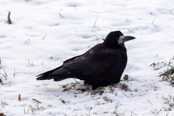 Black crow sits on snowy ground in winter.