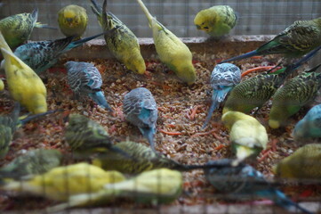 a group of parrots eats
