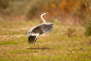 Garza real (Ardea cinerea)  mostrando su plumaje gris en 