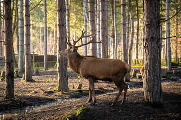 Deer side profile in woodlands 