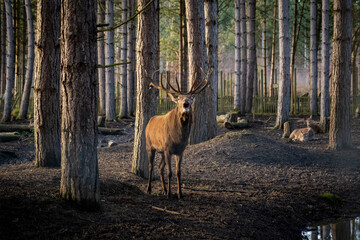Male Fallow Deer looking directly at camera