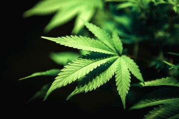 Green cannabis leaf close up on black background with sunbeam and glow. Medical marijuana cultivation. Copy space