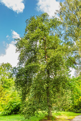 Obraz premium Solitaire oak tree, Quercus robur Cristata, in park
