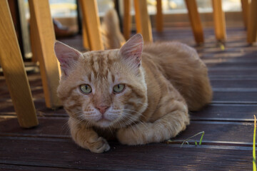 A sitting cat with green eyes and yellow hairs © onur